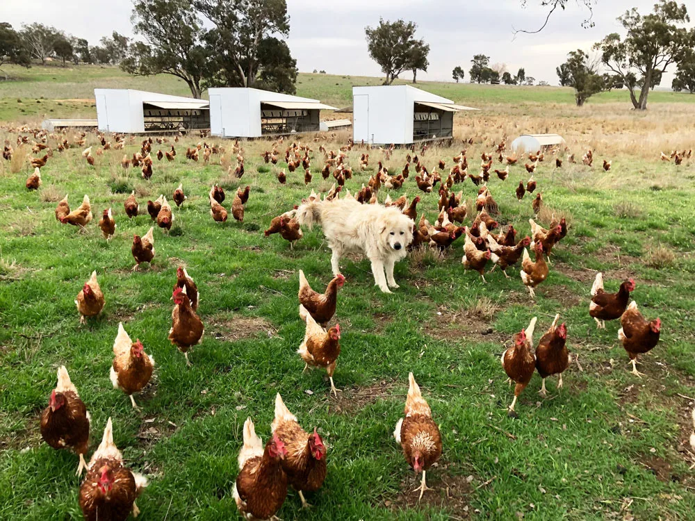 Farmer Brown gallery 6