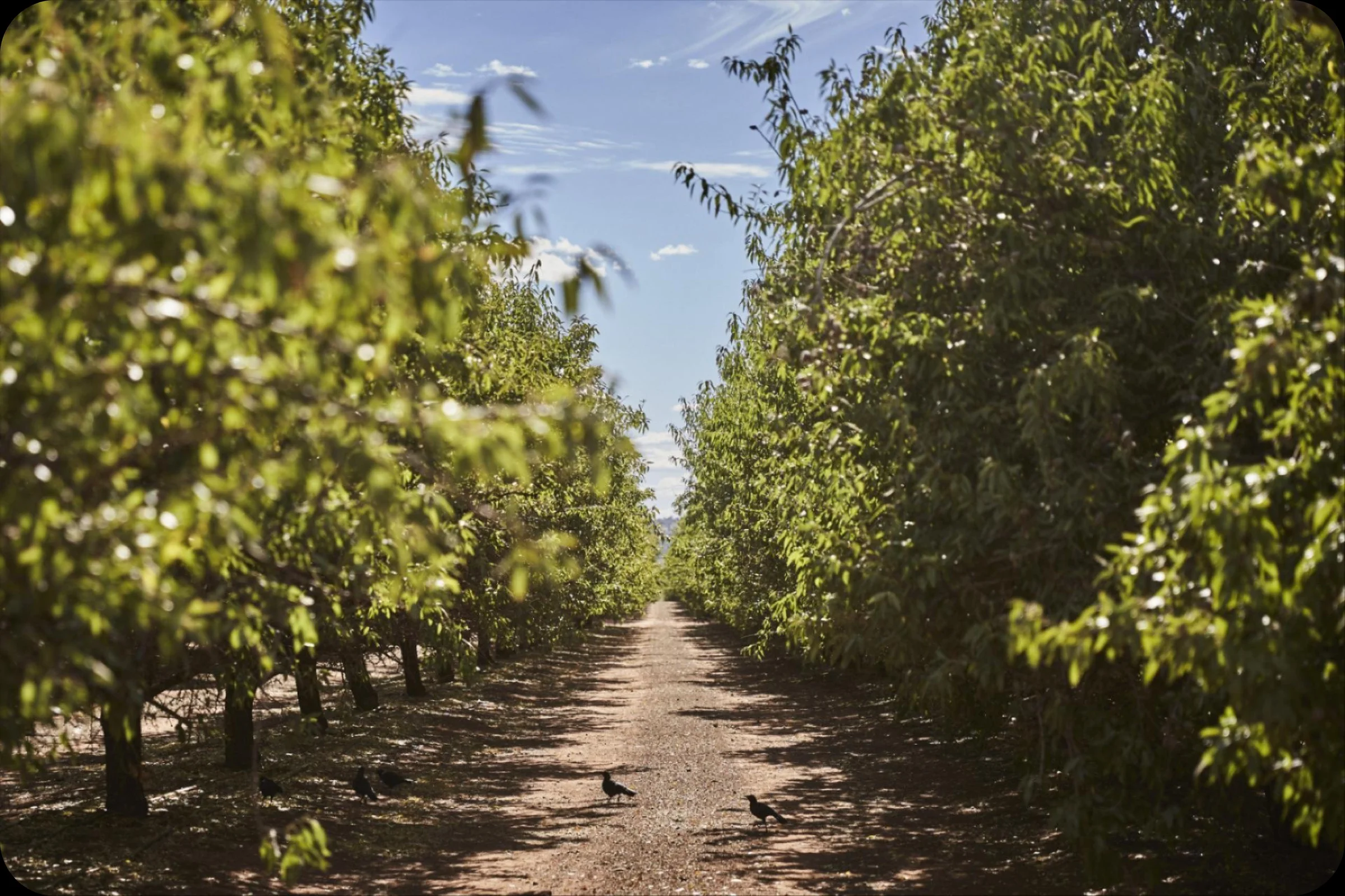 Mandolé Orchard farm