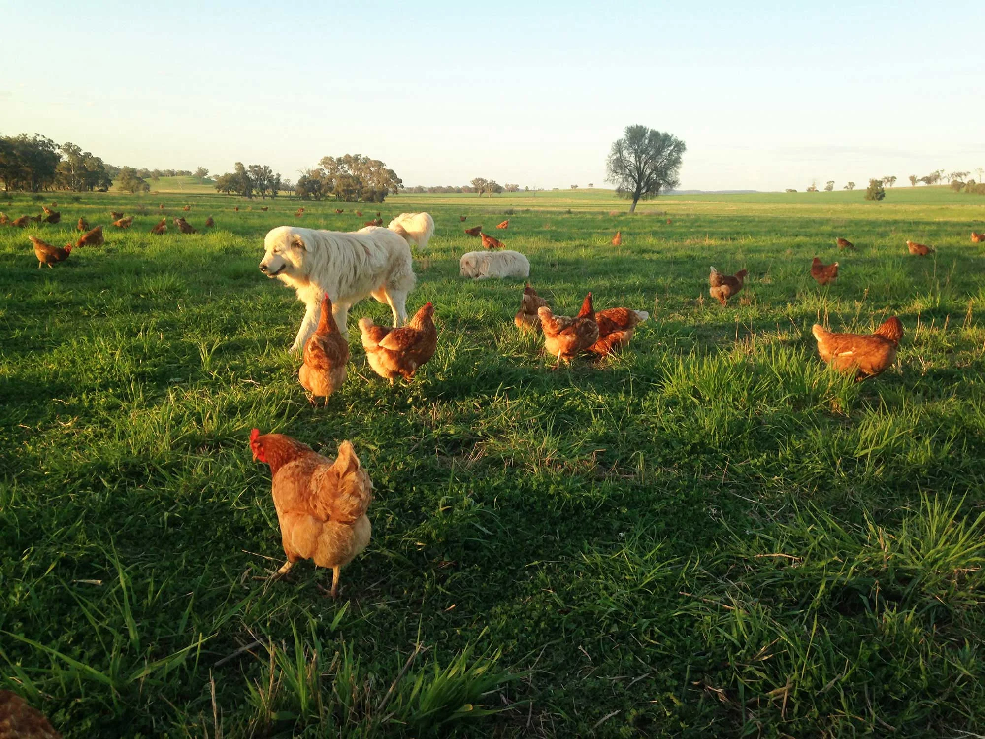 Farmer Brown farm